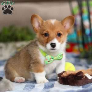 Duke, Pembroke Welsh Corgi Puppy